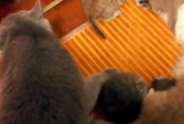 超级无敌小猫,四只萌宠等你领养，寻找温暖新家”