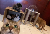 Ni的猫,揭秘网络红猫的奇幻生活与粉丝狂热