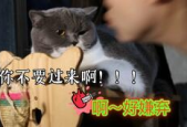 乖乖雪崽,冬日里的温暖萌宠传奇