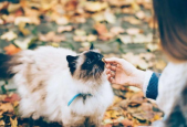 颉颉与猫,一场温馨的宠物奇遇记