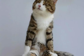 粉色的猫jinx,英雄联盟中的Jinx猫娘传奇