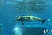 海豚baby,海豚Baby的欢乐时光与生态守护之旅