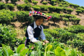 茶场小姐姐,邂逅茶场小姐姐的浪漫时光
