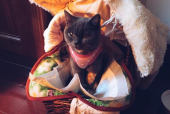 喵小猫吃柠檬,探索猫咪对柠檬的喜好与禁忌”