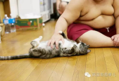 相扑猫微密免费,揭秘微密世界中的趣味对决