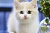 粉色的猫,老墙上的诗意时光