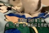 猫梨梨,从网络新人到人气网红的成长之路