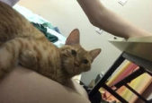颉颉与猫微密圈免费,展现独特魅力，引领时尚潮流”