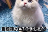 你的猫,AI赋能写作，开启高效创作新时代